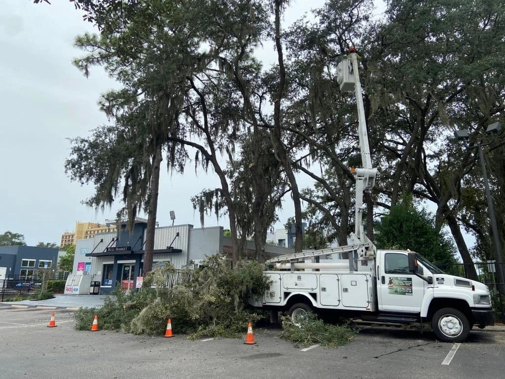 H&M Tree Service job photo 151