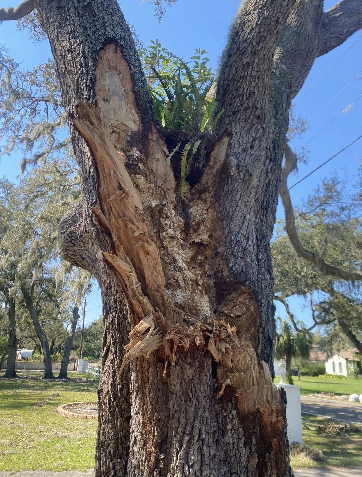 H&M Tree Service job photo 80