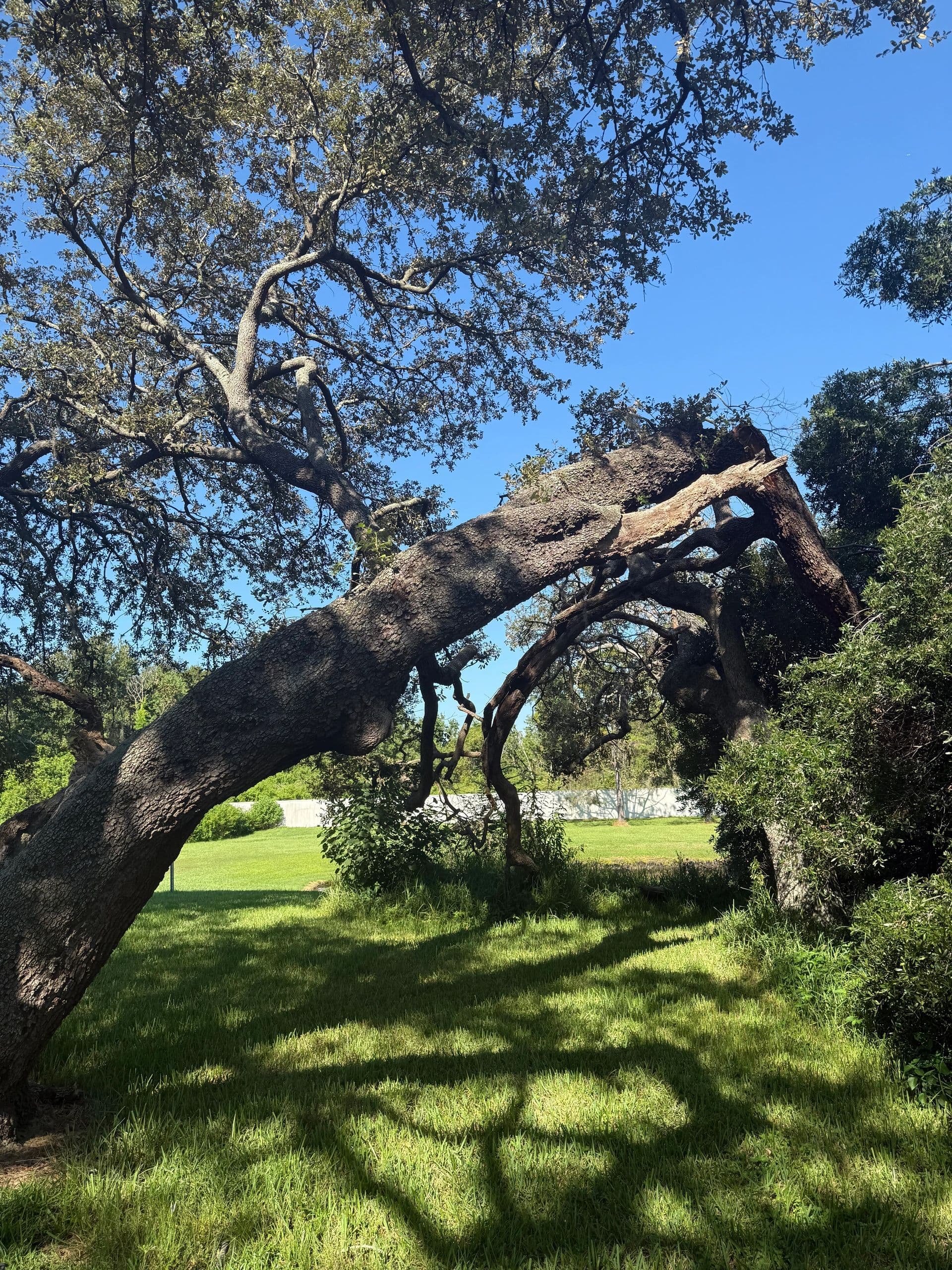 H&M Tree Service job photo 1