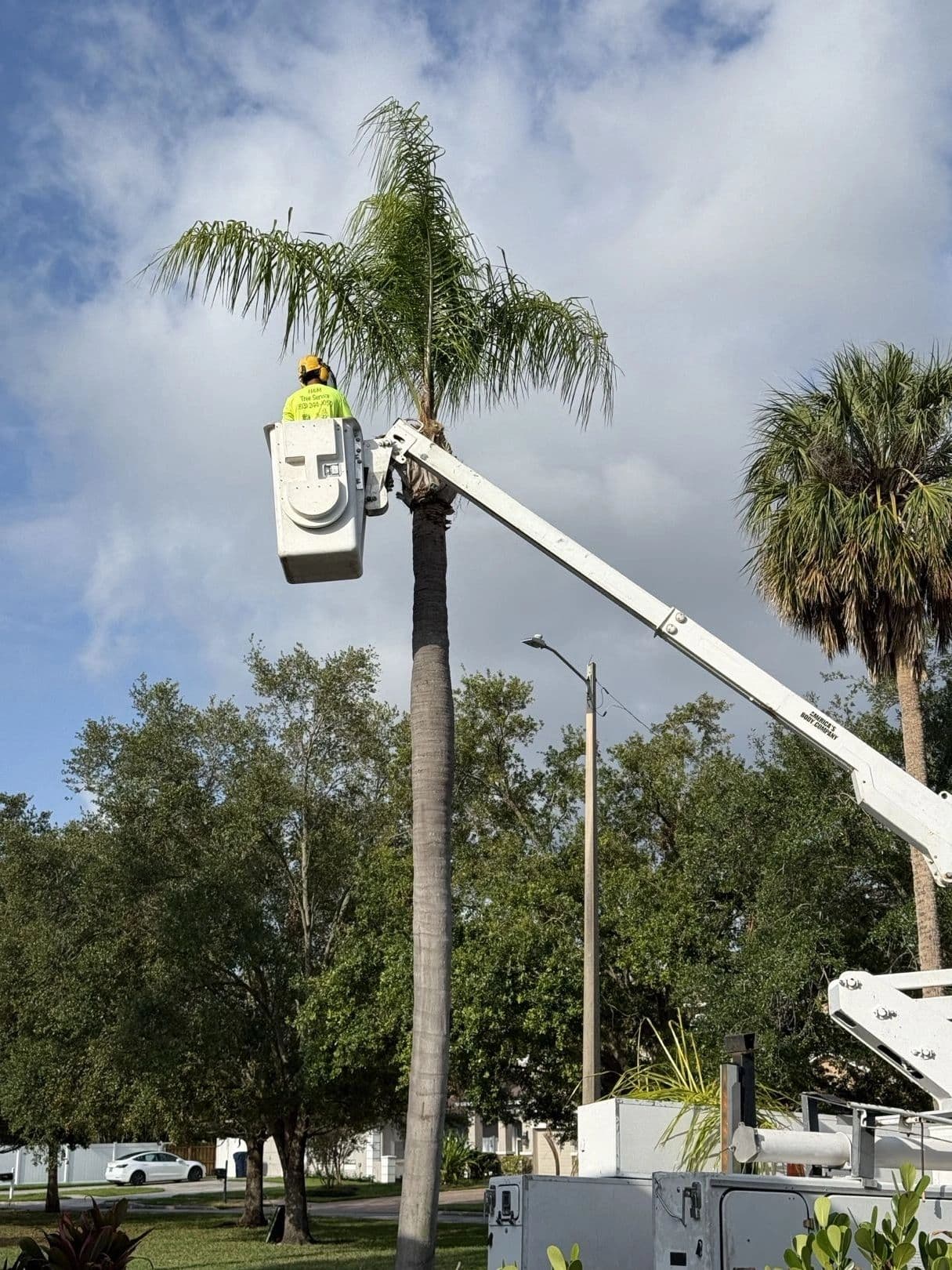 H&M Tree Service job photo 114