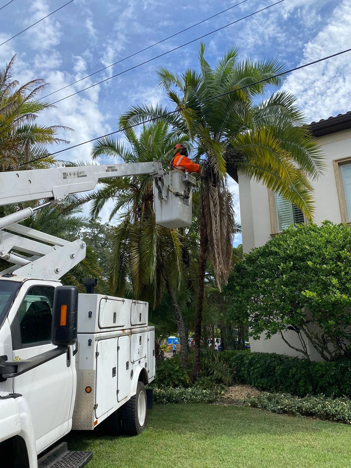 Tree Trimming & Pruning