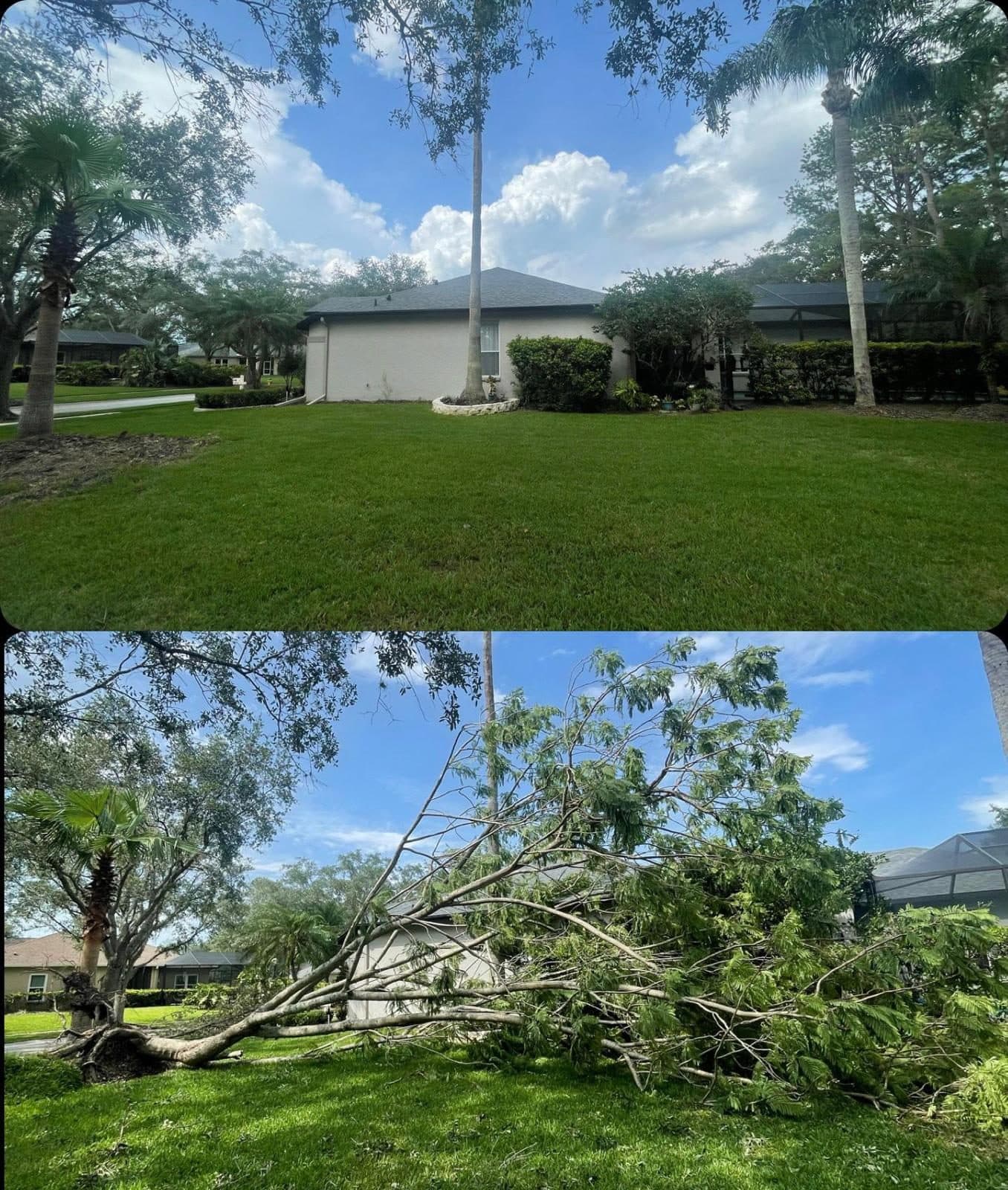 H&M Tree Service job photo 64