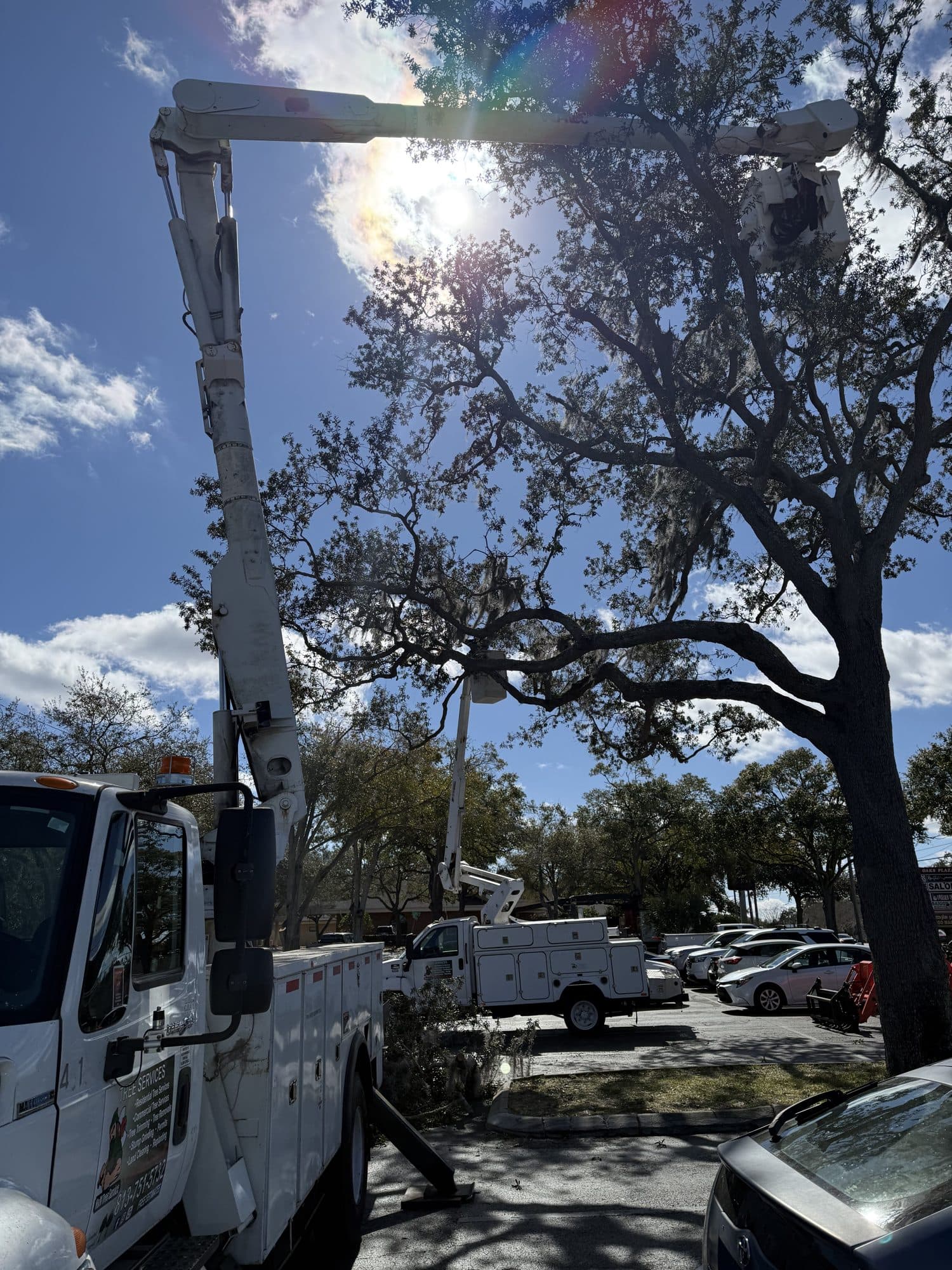 Bucket truck trimming mature oaks over a Tampa street