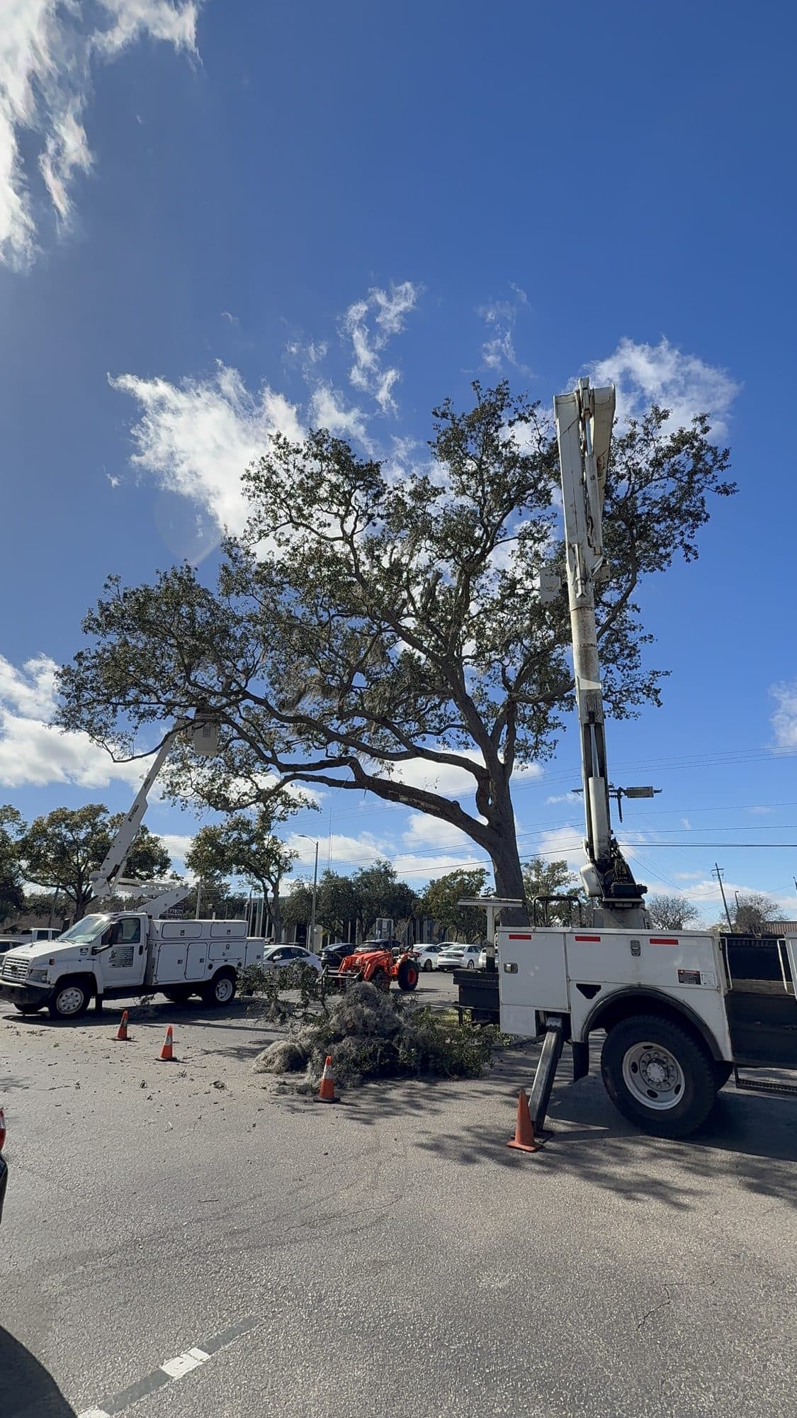 H&M Tree Service job photo 67
