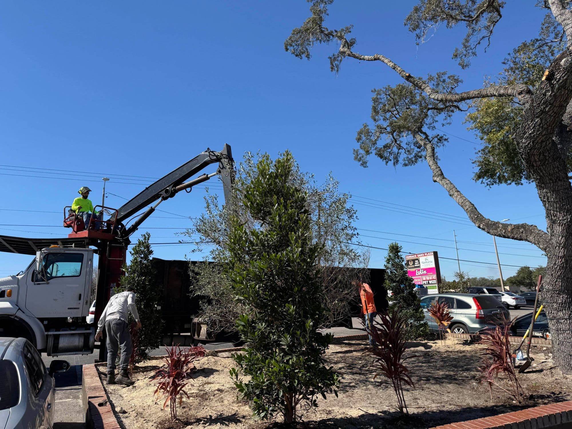 H&M Tree Service job photo 50