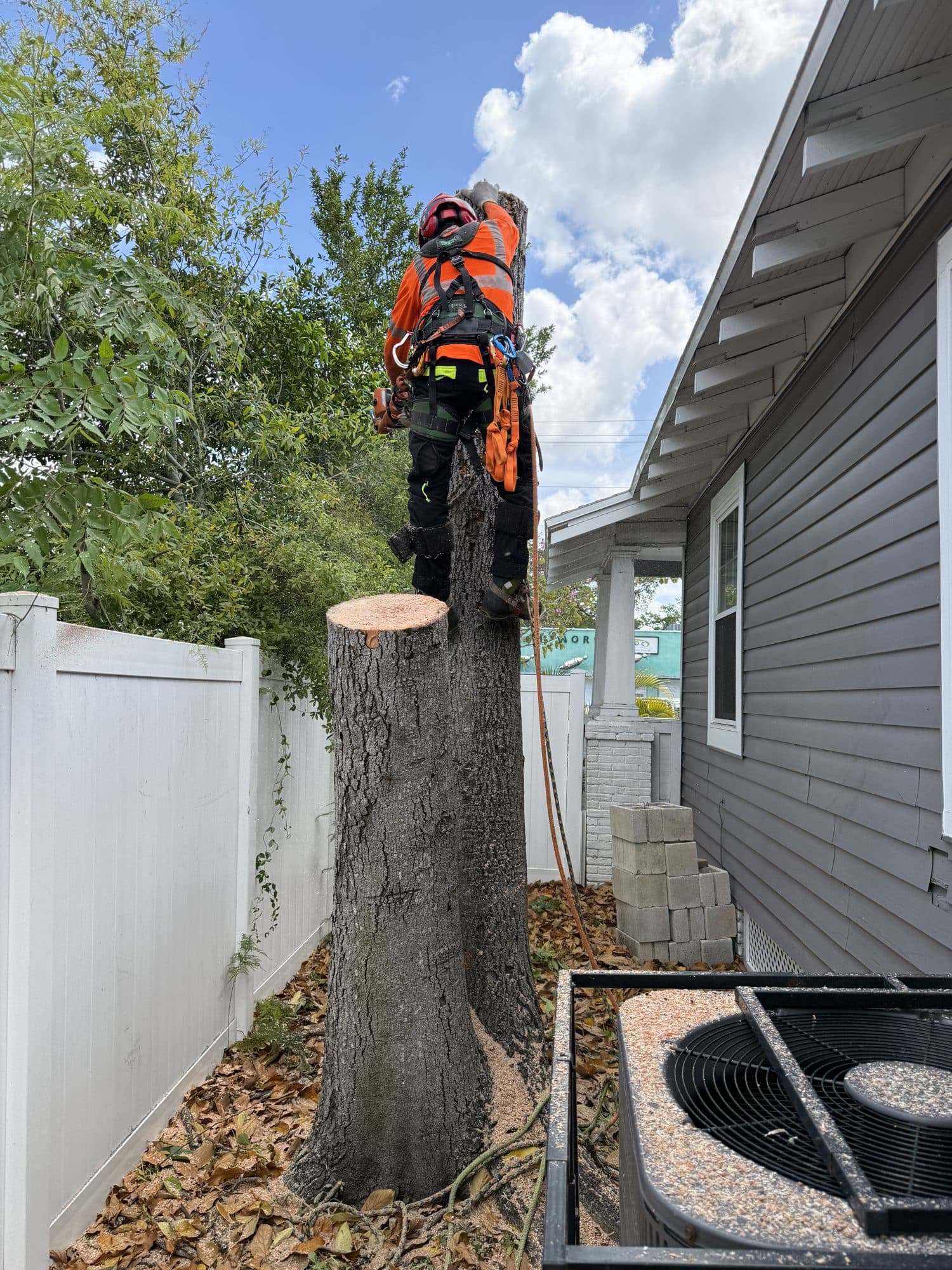 H&M Tree Service job photo 40