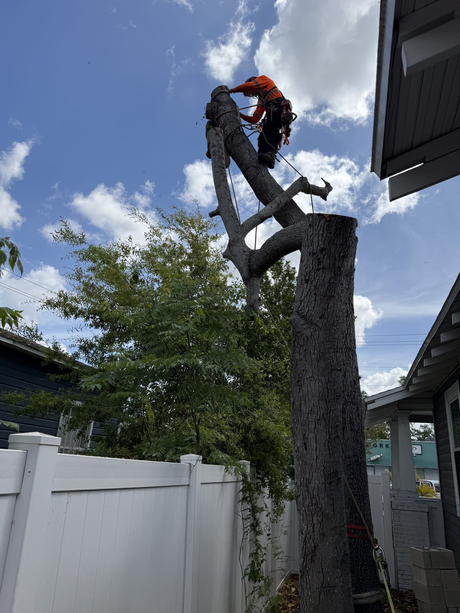H&M Tree Service job photo 66