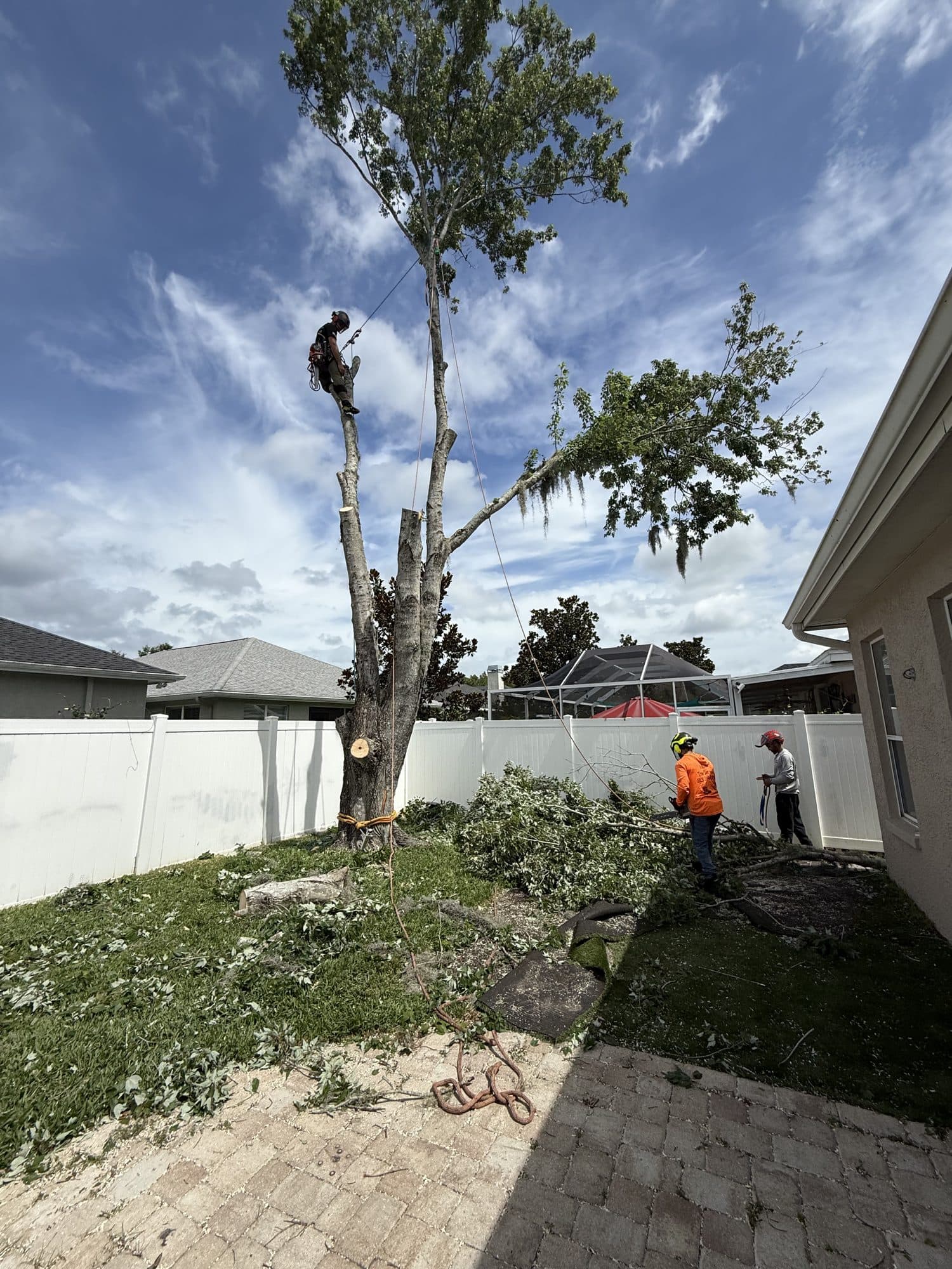 H&M Tree Service job photo 54