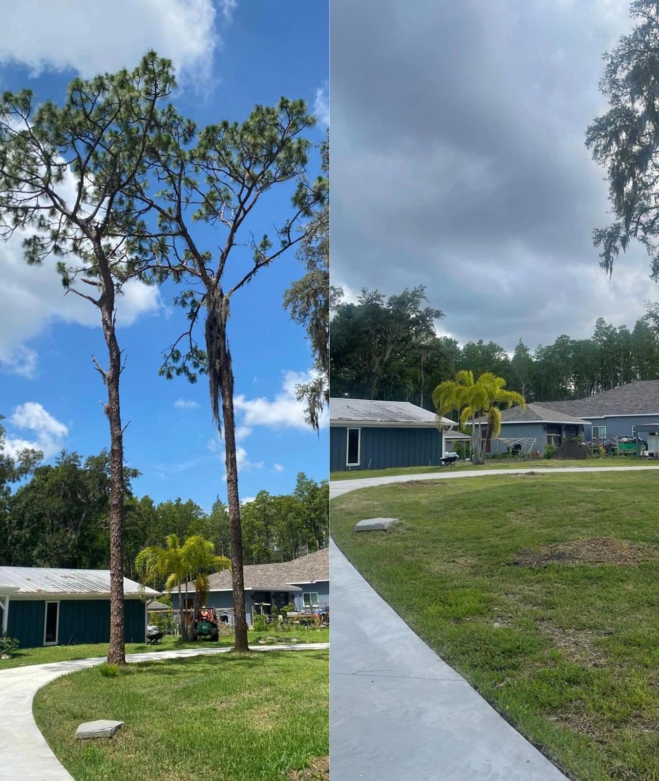 Tree Removal
