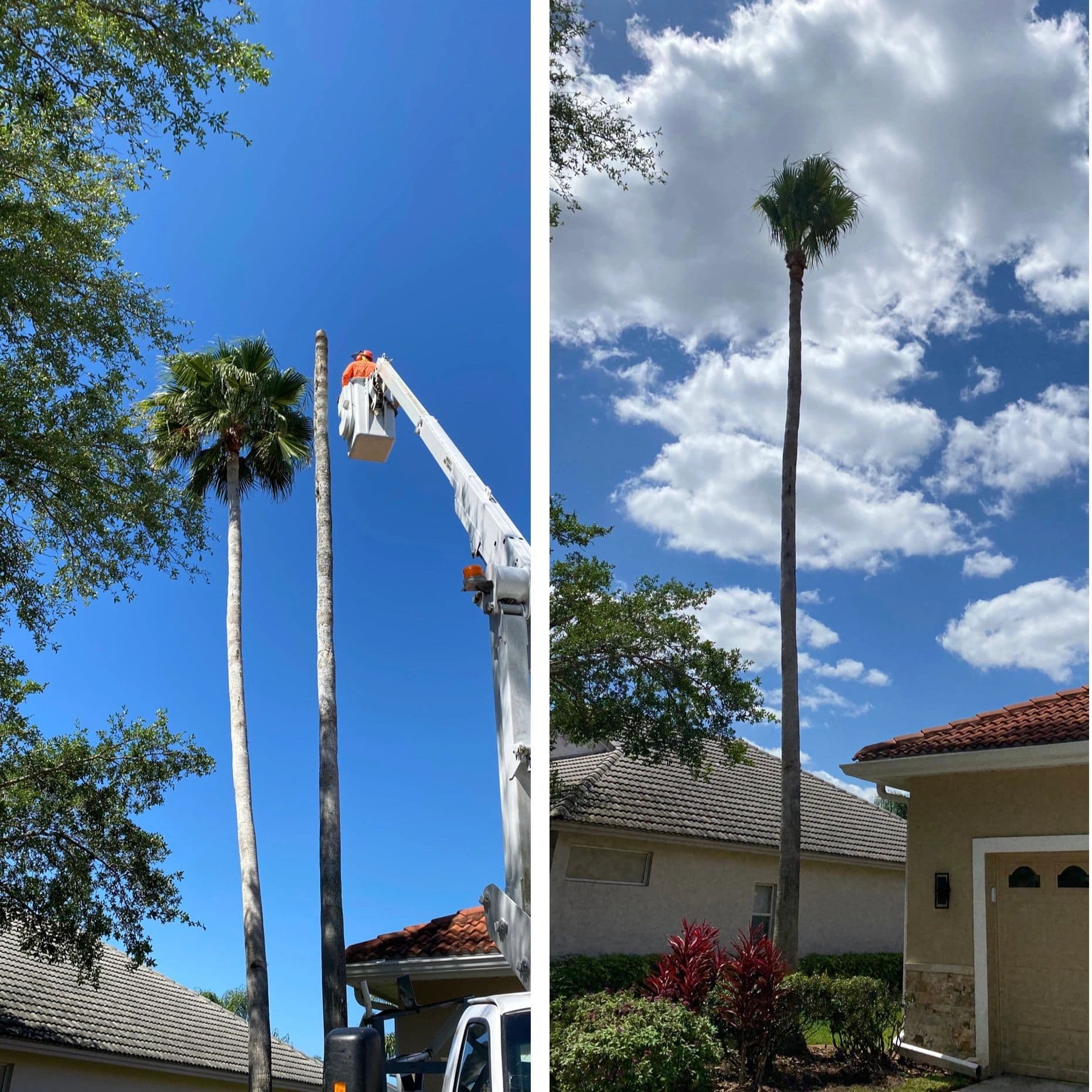 H&M Tree Service job photo 61