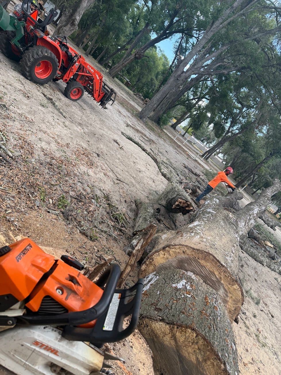 H&M Tree Service job photo 101