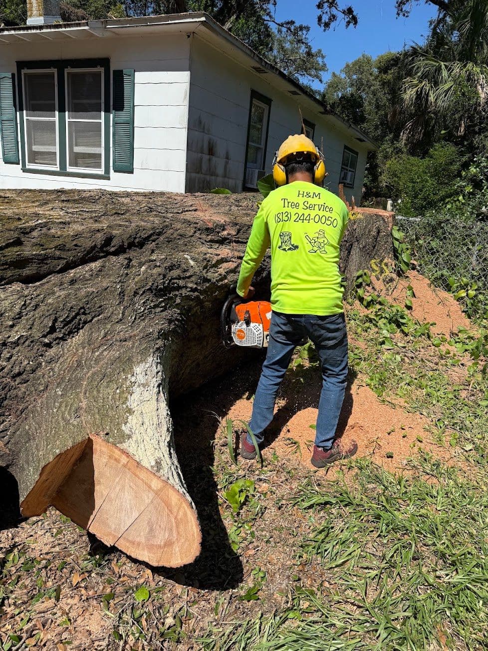 H&M Tree Service job photo 84
