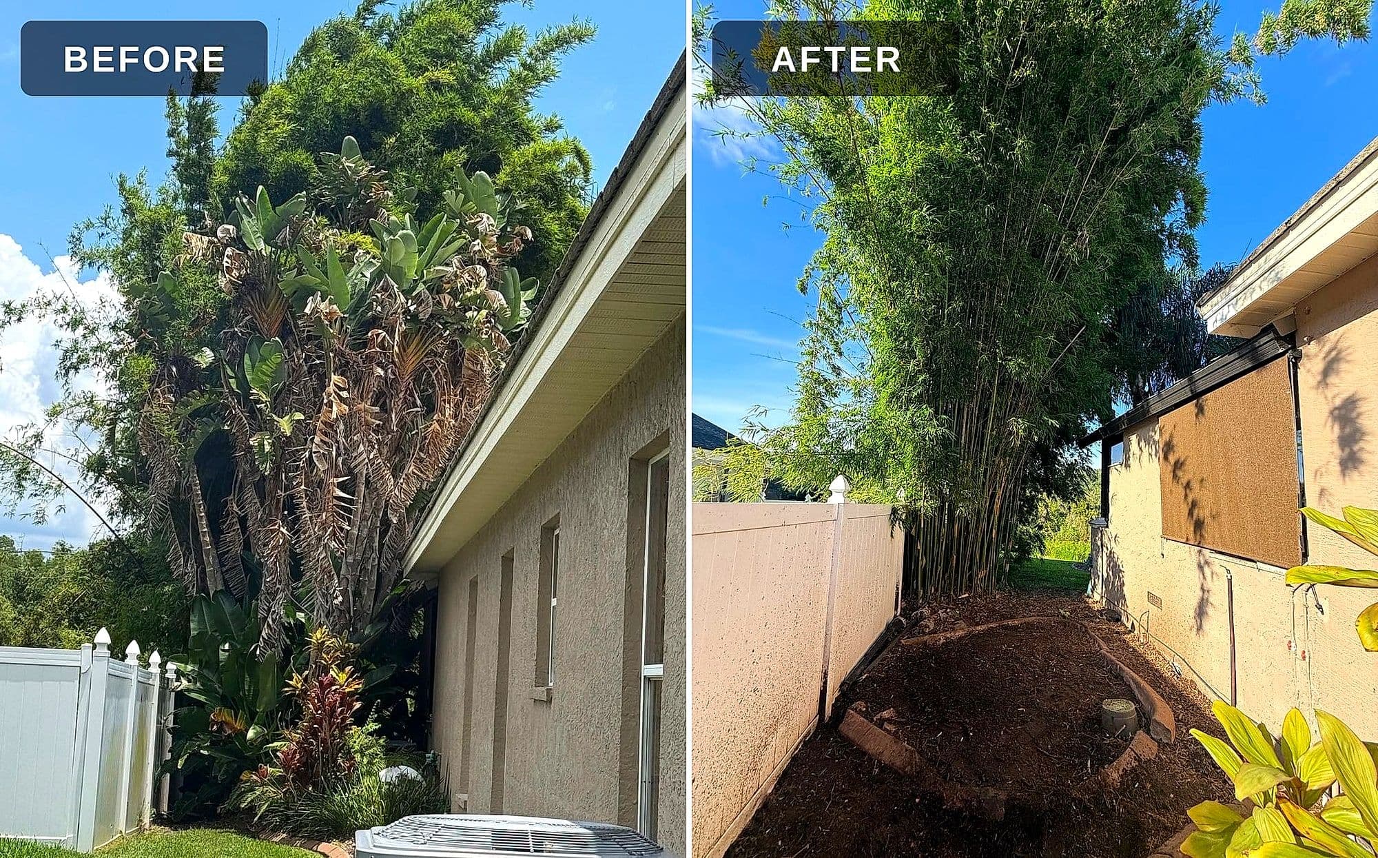 Bird of paradise palm removal — H&M Tree Service, Tampa