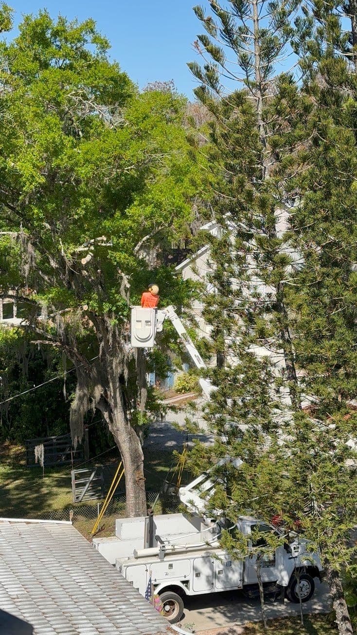 H&M Tree Service job photo 128