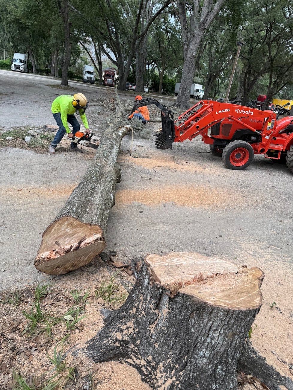 H&M Tree Service job photo 89