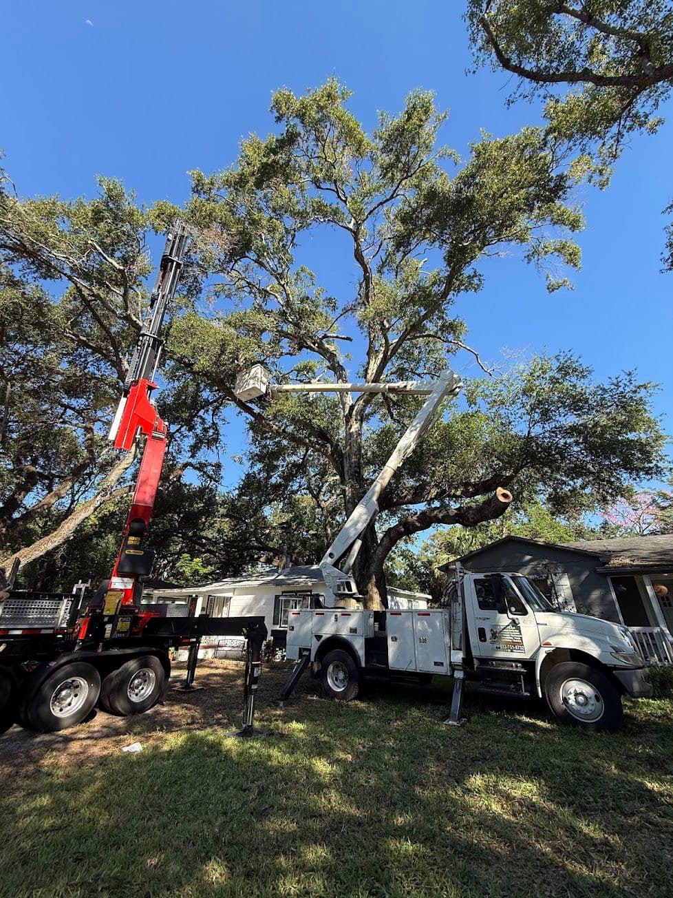 H&M Tree Service job photo 104
