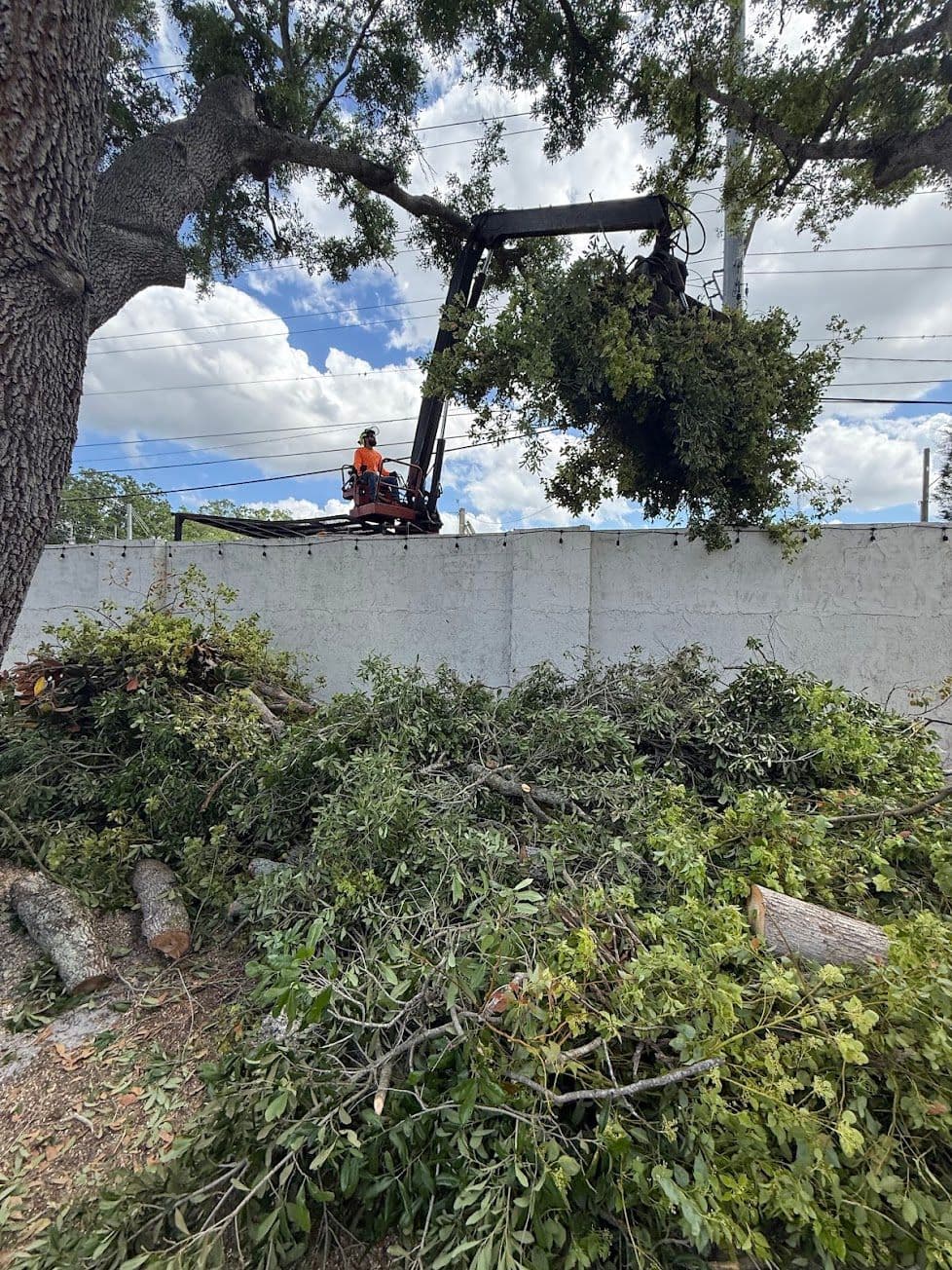 H&M Tree Service job photo 93