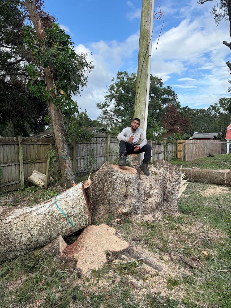 H&M Tree Service job photo 95