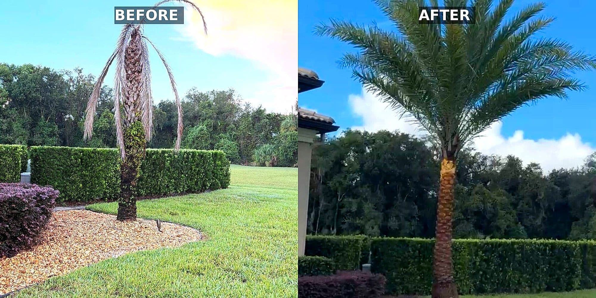 New palm planted tampa — H&M Tree Service, Tampa
