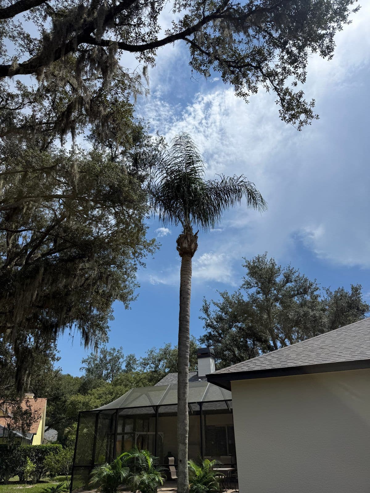 Palm tree trimming new tampa — H&M Tree Service, Tampa