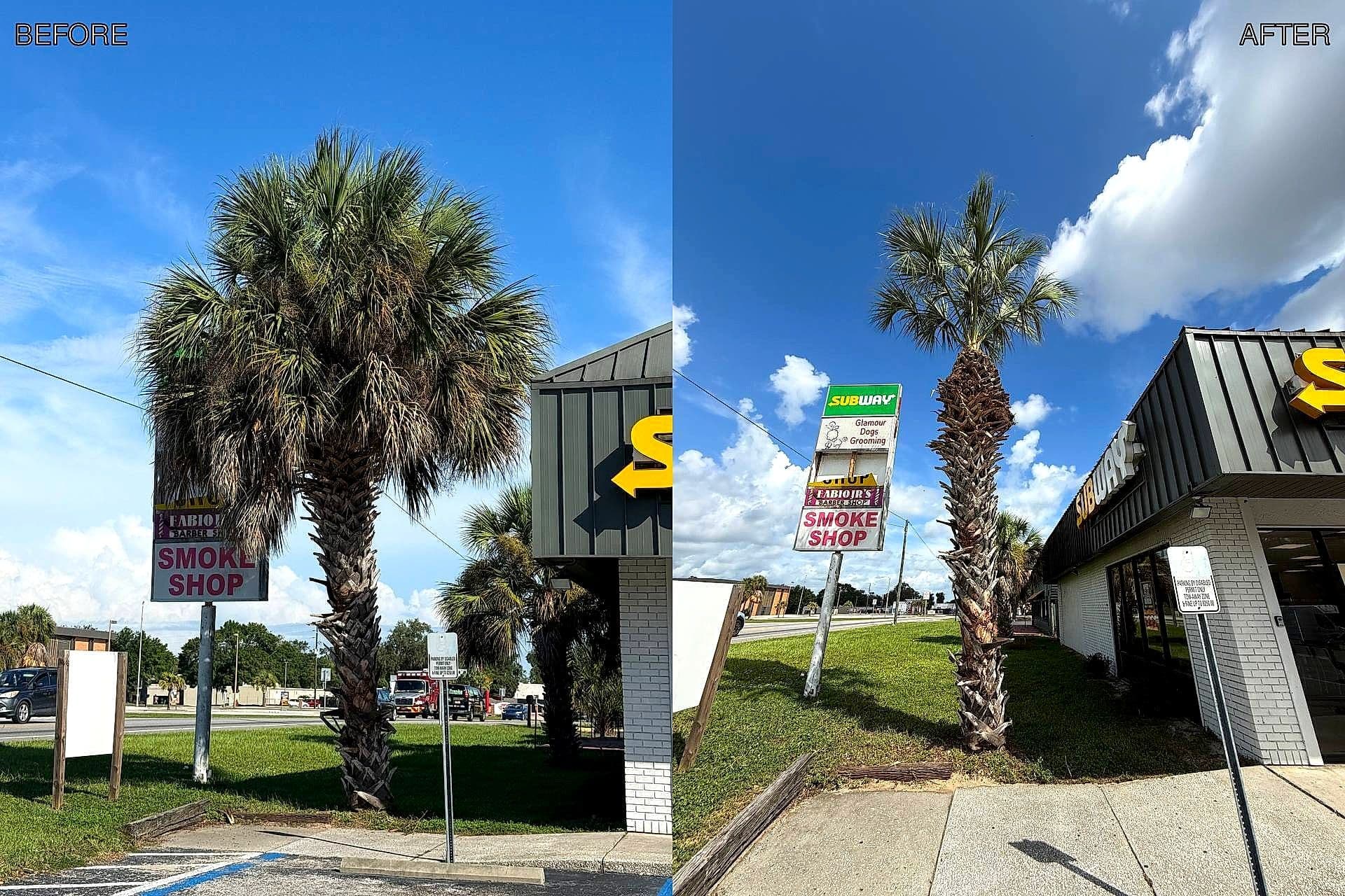 Palm trimming commercial property — H&M Tree Service, Tampa