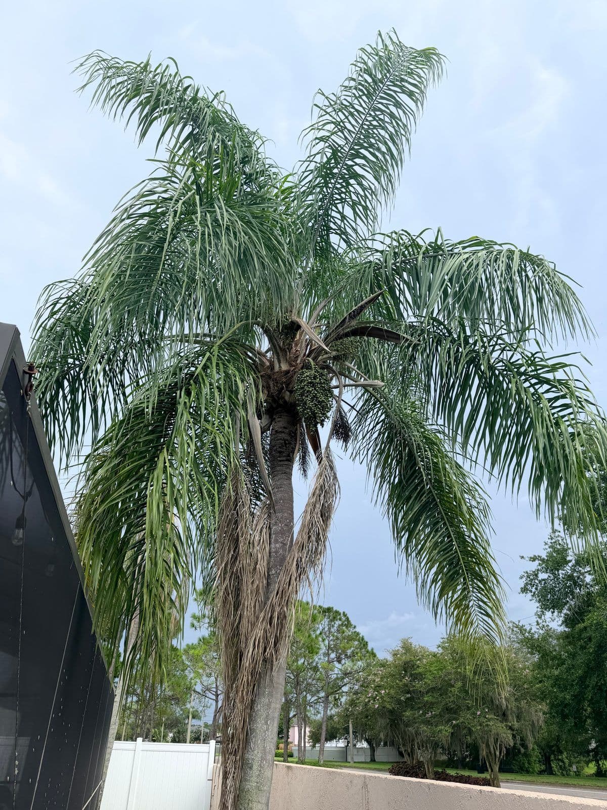 Palm trimming dead fronds — H&M Tree Service, Tampa