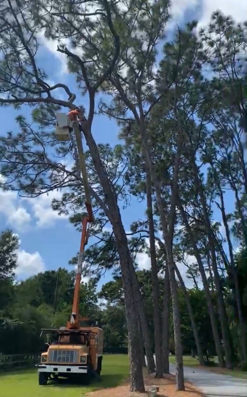 H&M Tree Service job photo 155