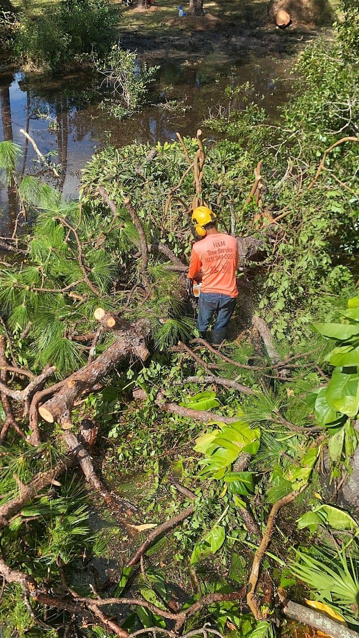 H&M Tree Service job photo 113
