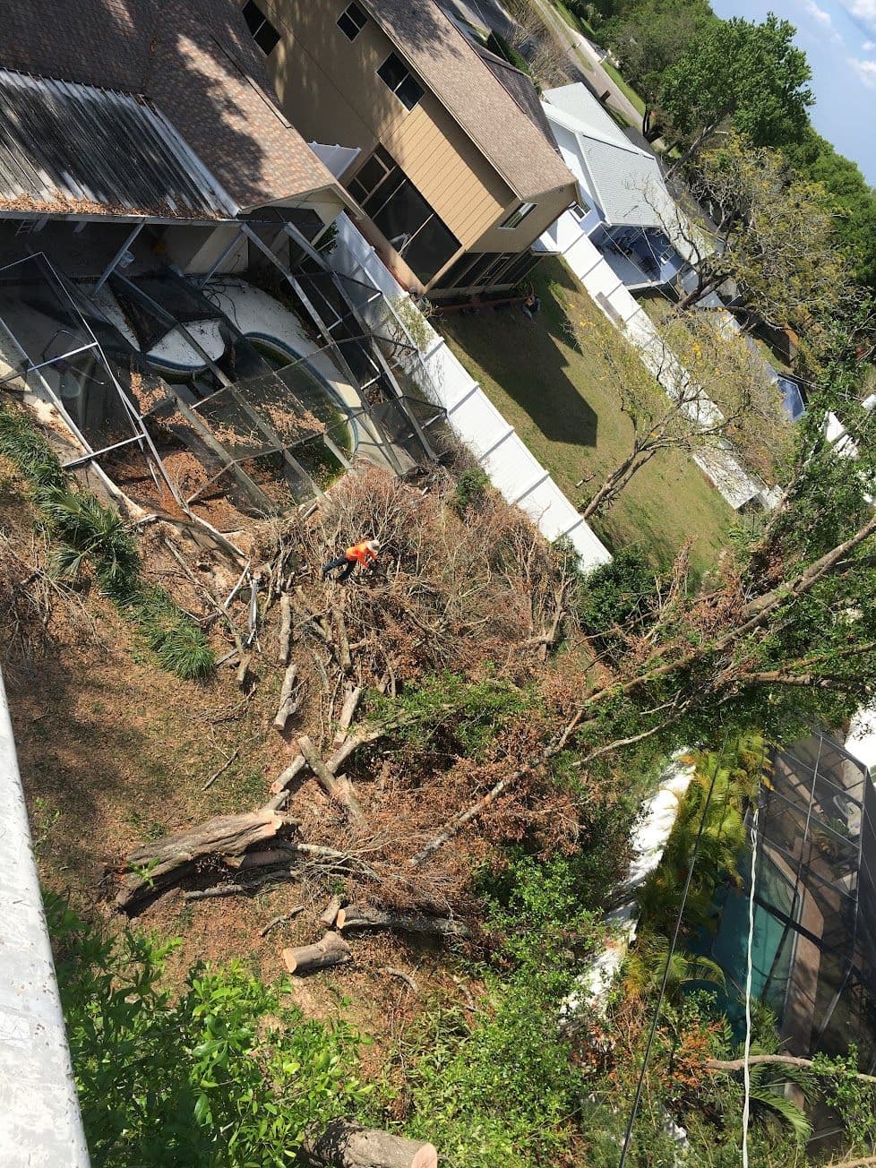 H&M Tree Service job photo 76