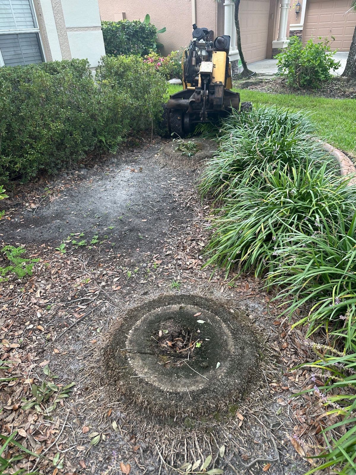 Stump grinding mulch bed — H&M Tree Service, Tampa