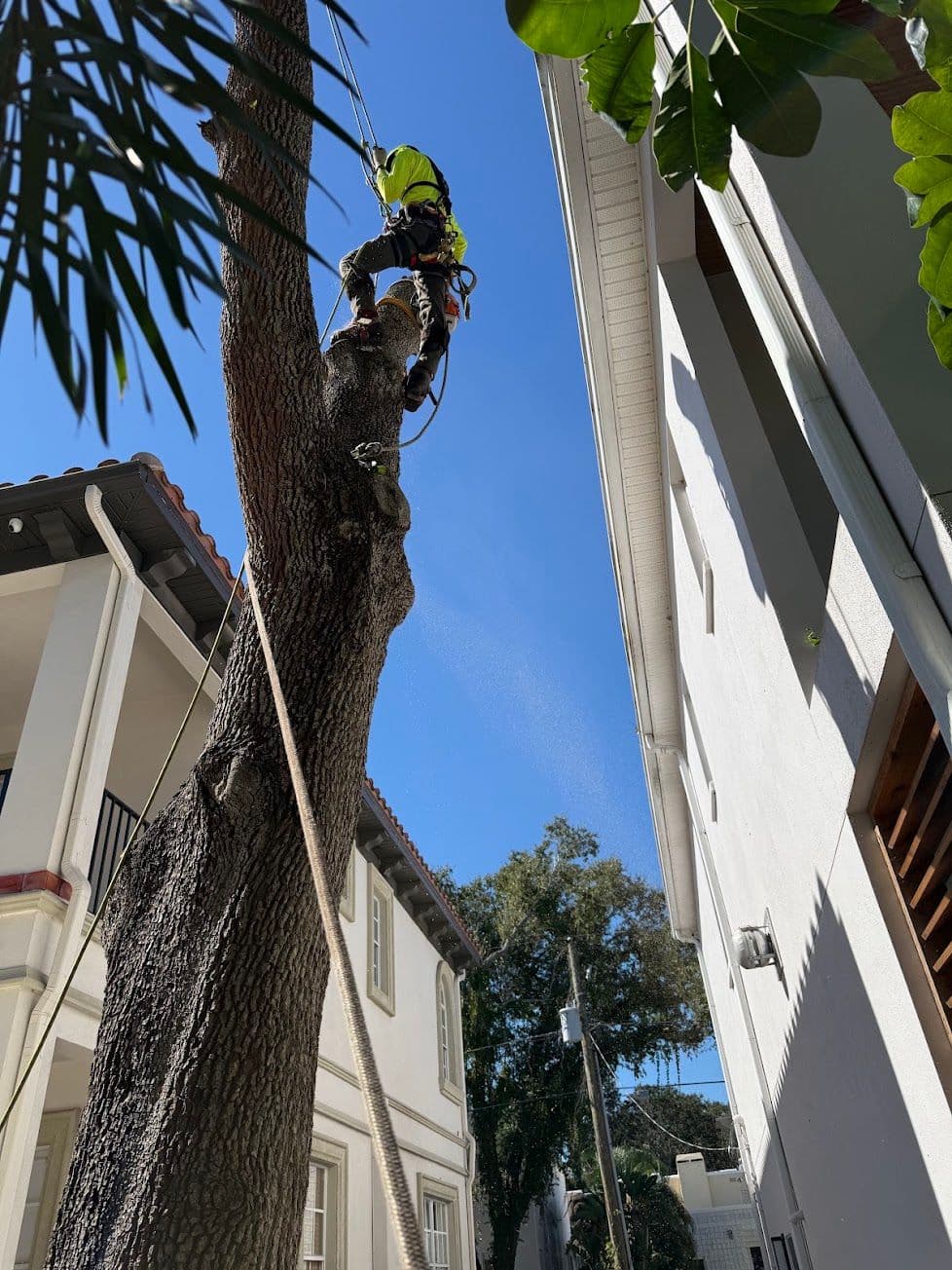 H&M Tree Service job photo 142