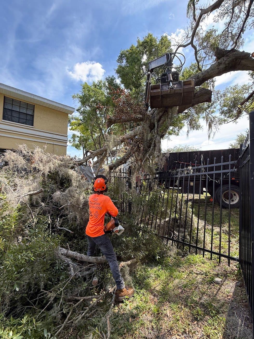 H&M Tree Service job photo 99