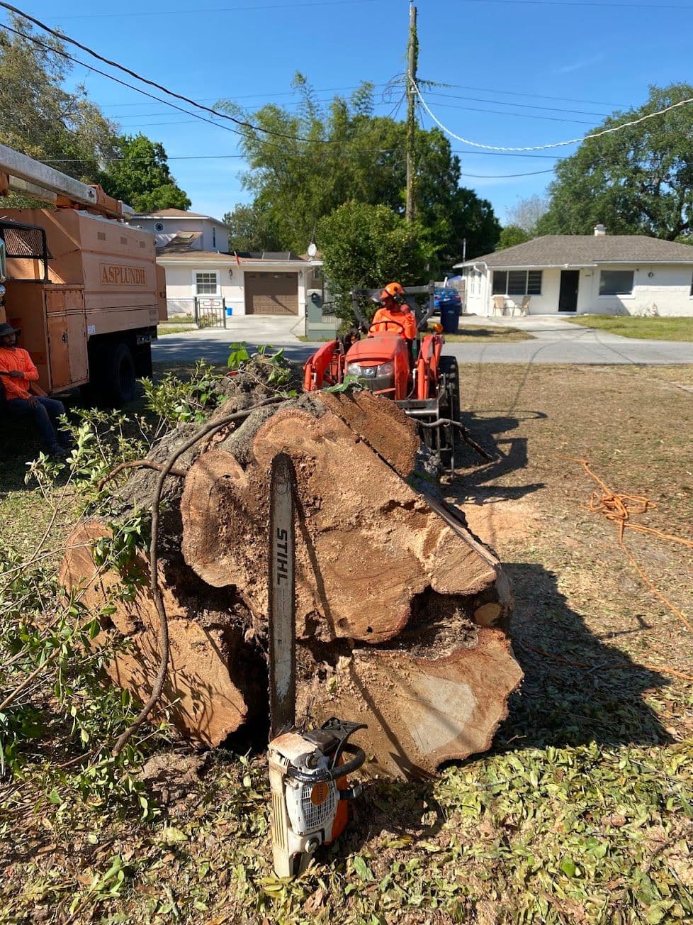 H&M Tree Service job photo 111