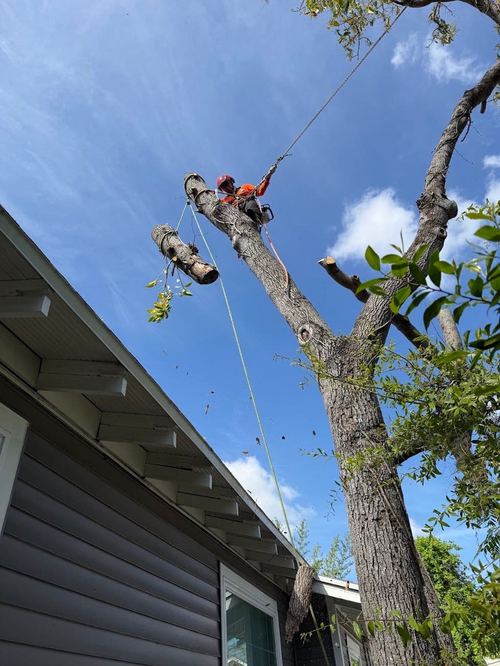 H&M Tree Service job photo 146