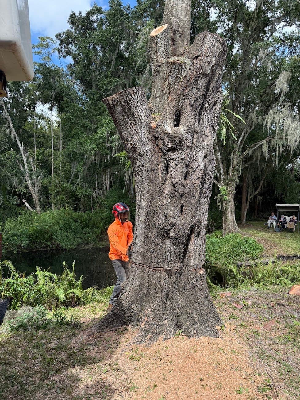 H&M Tree Service job photo 70