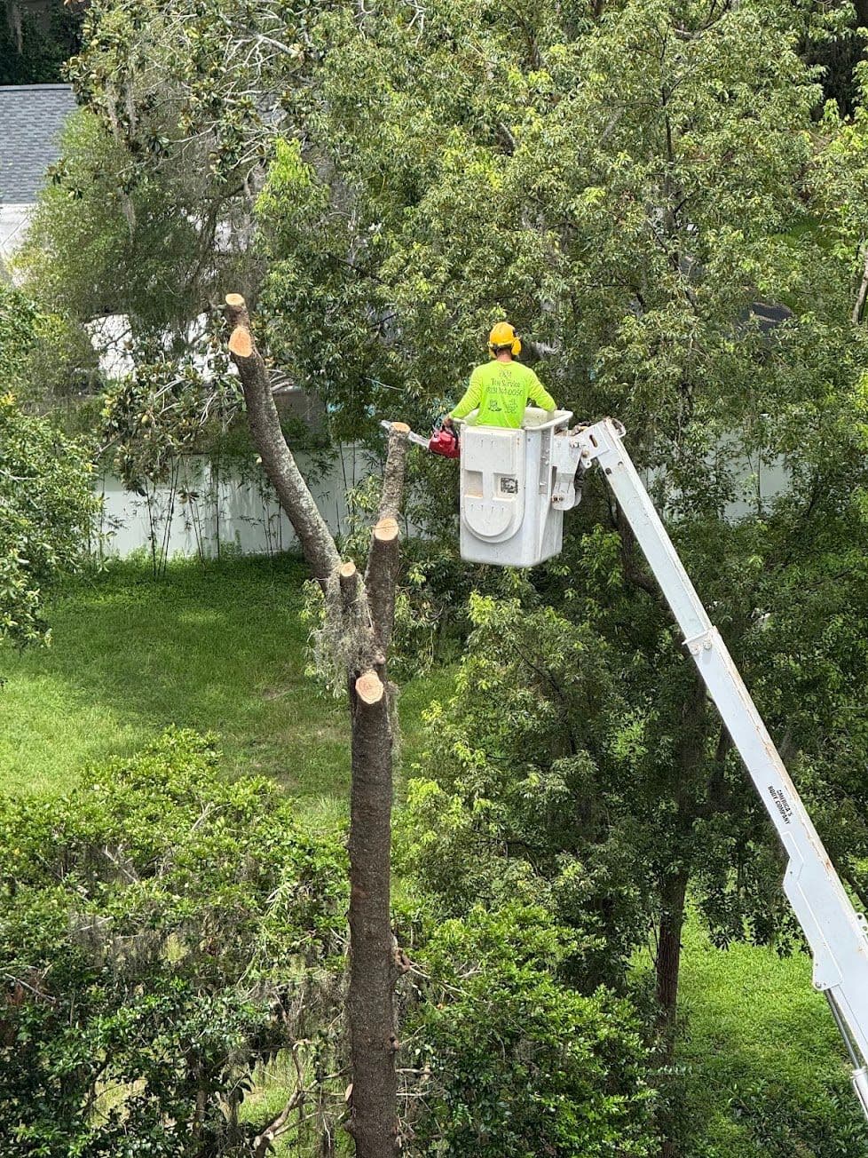 H&M Tree Service job photo 65