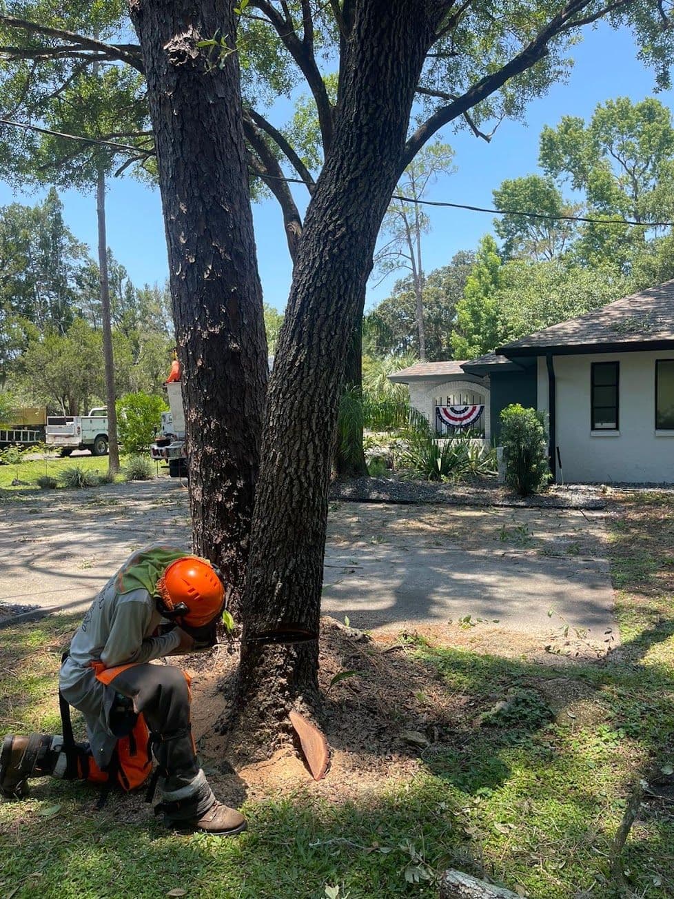 H&M Tree Service job photo 108