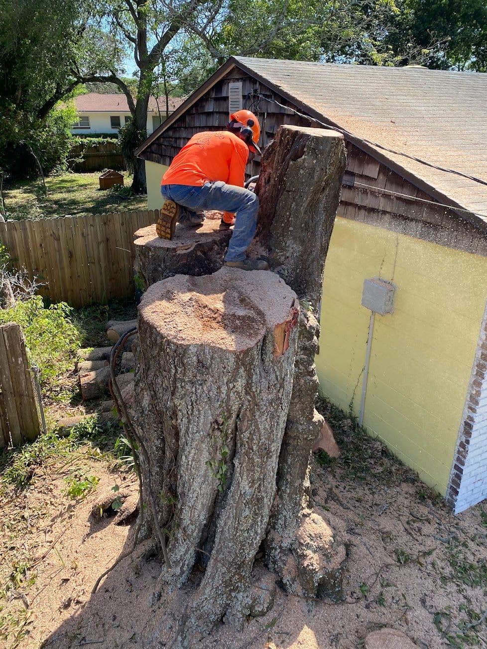 H&M Tree Service job photo 102