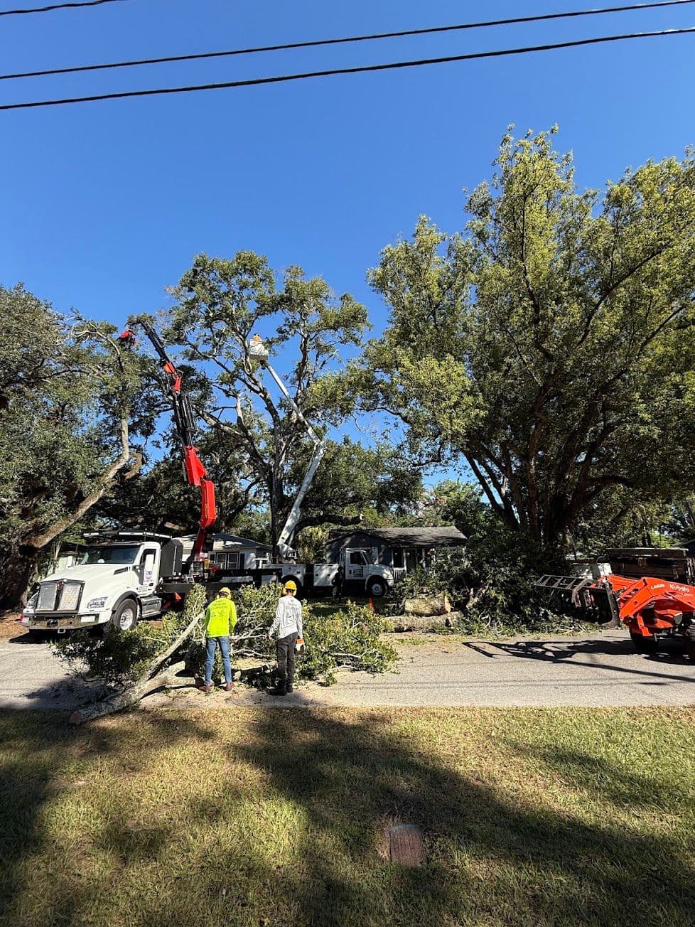 H&M Tree Service job photo 107