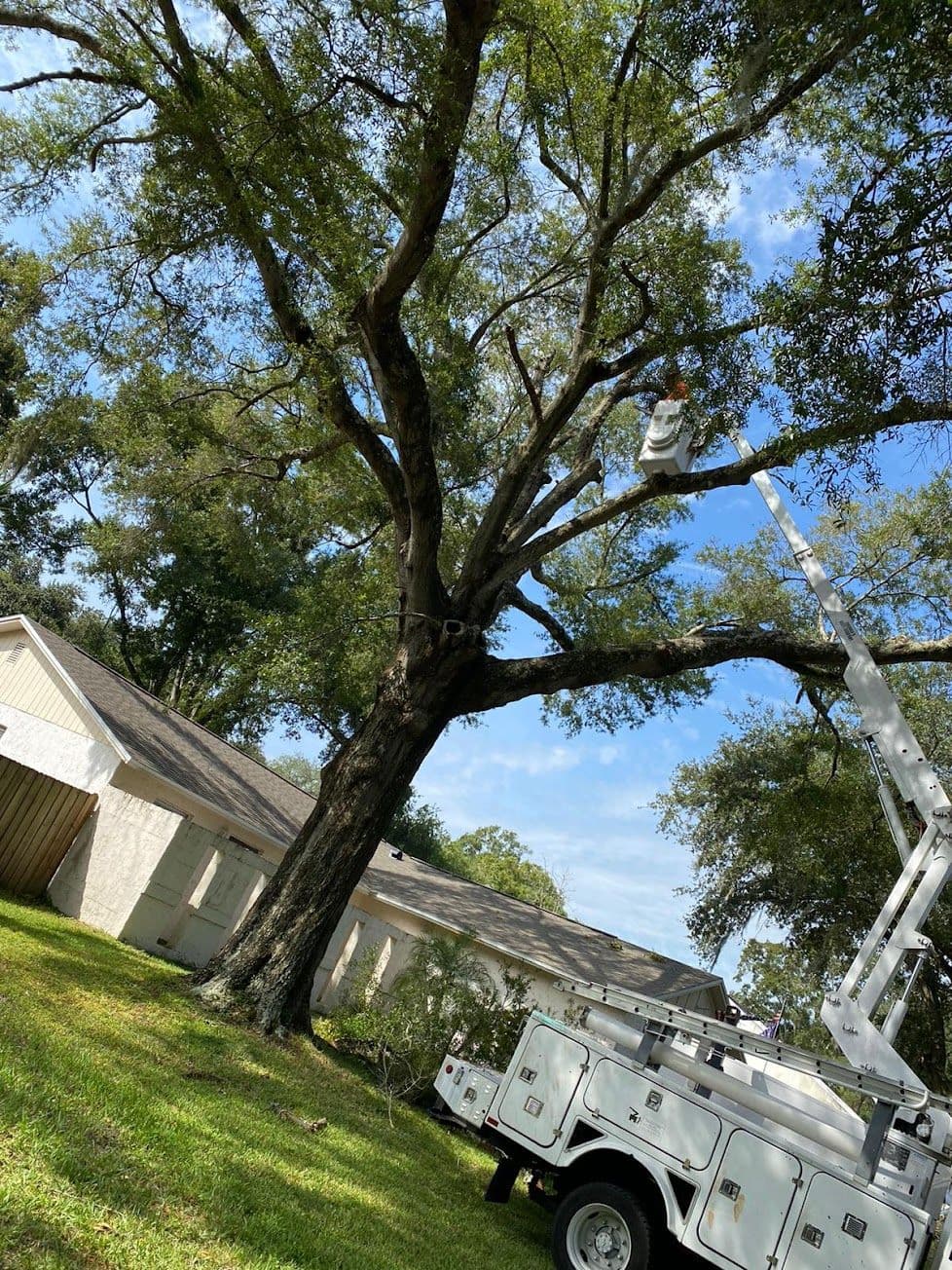 H&M Tree Service job photo 92