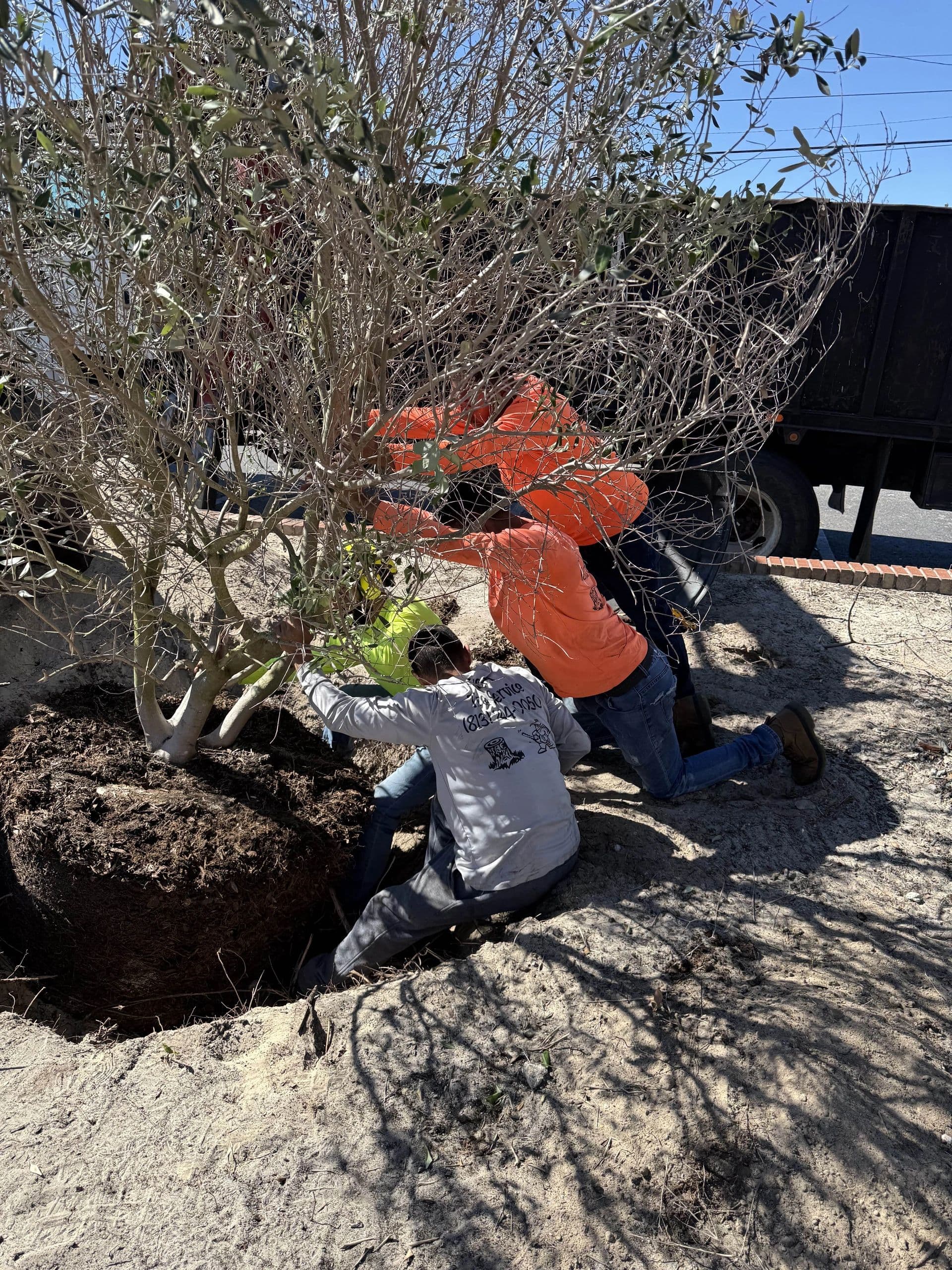 Tree Planting