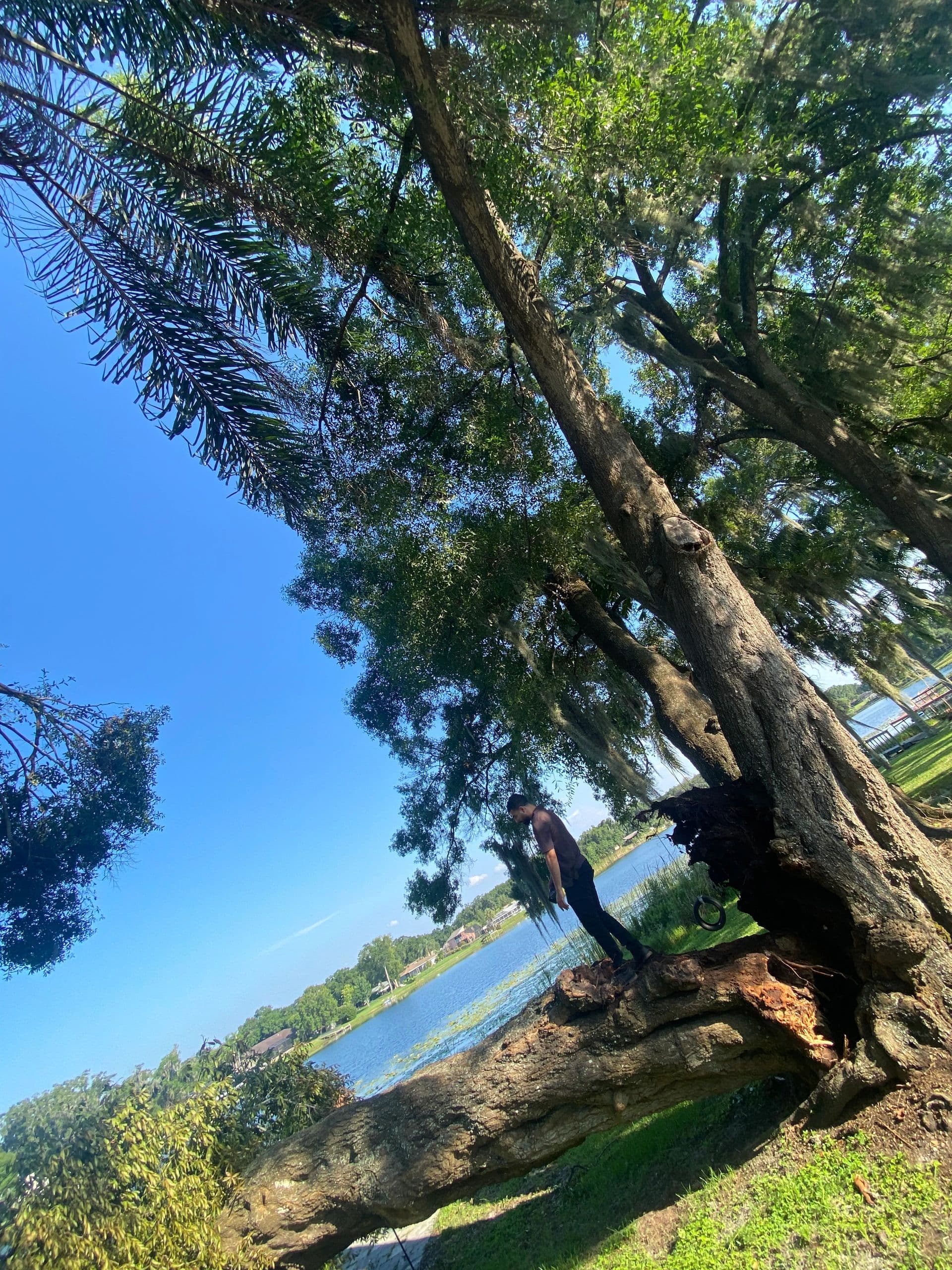 Land Clearing