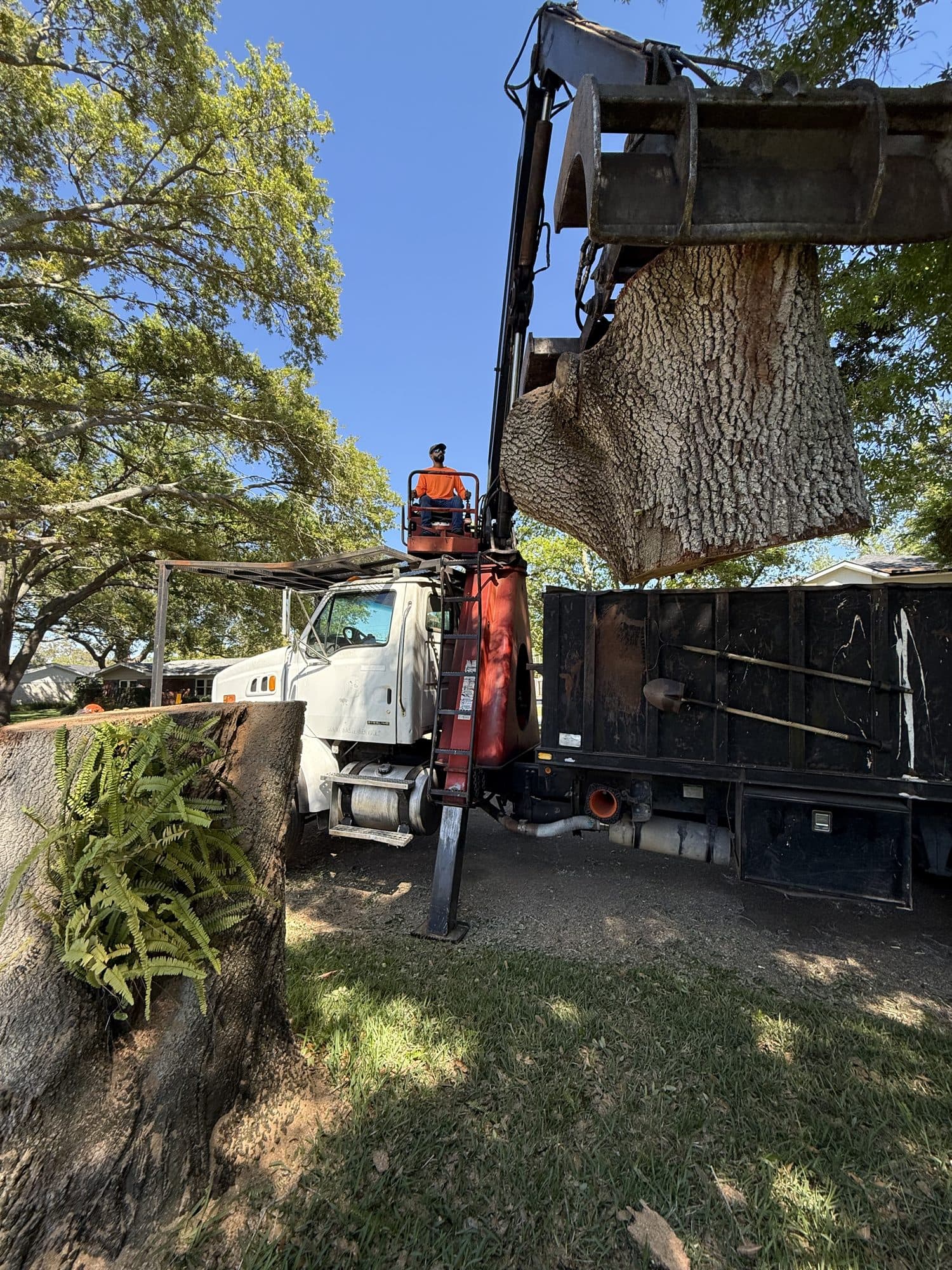 H&M Tree Service job photo 27