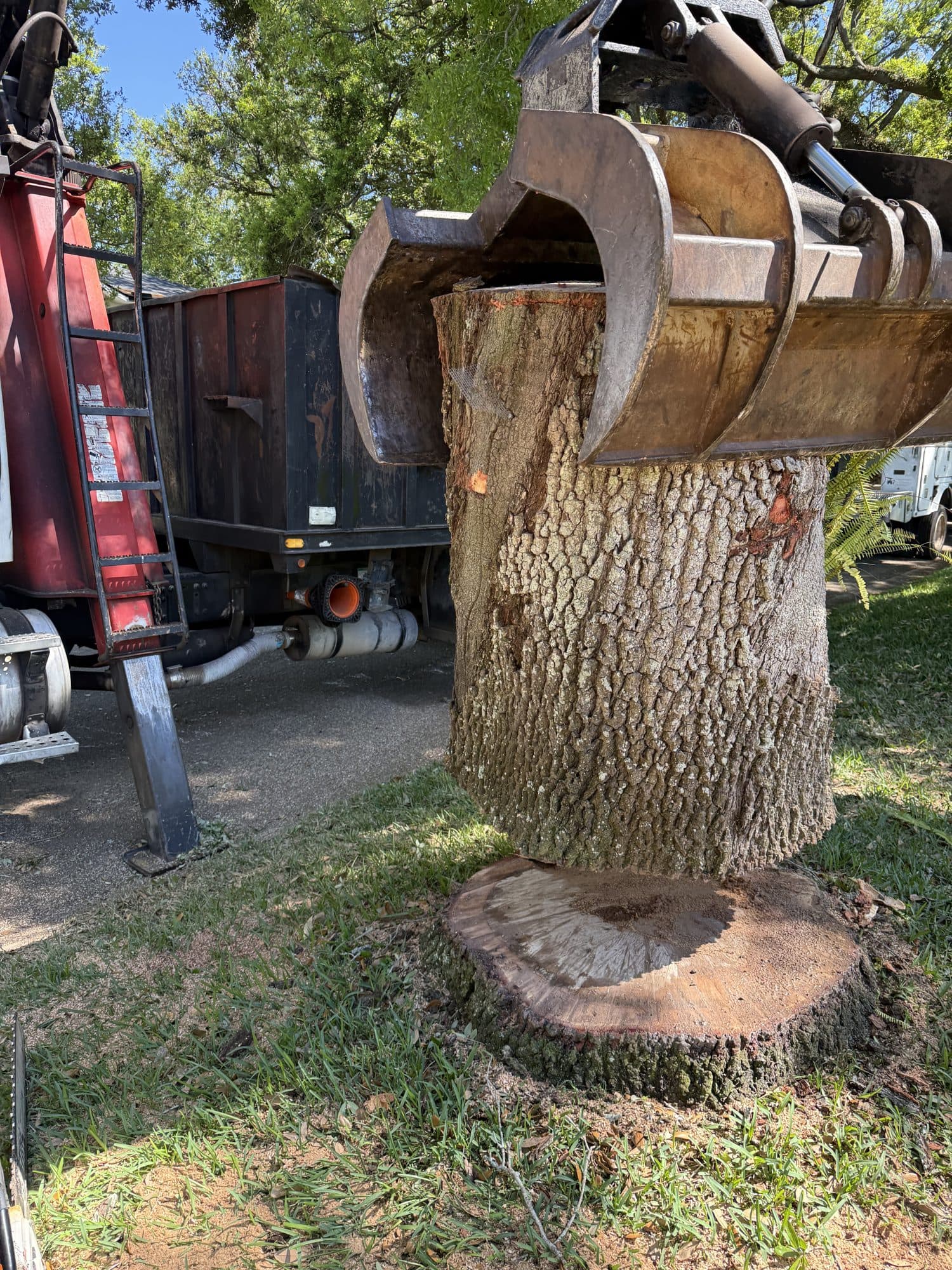 H&M Tree Service job photo 25