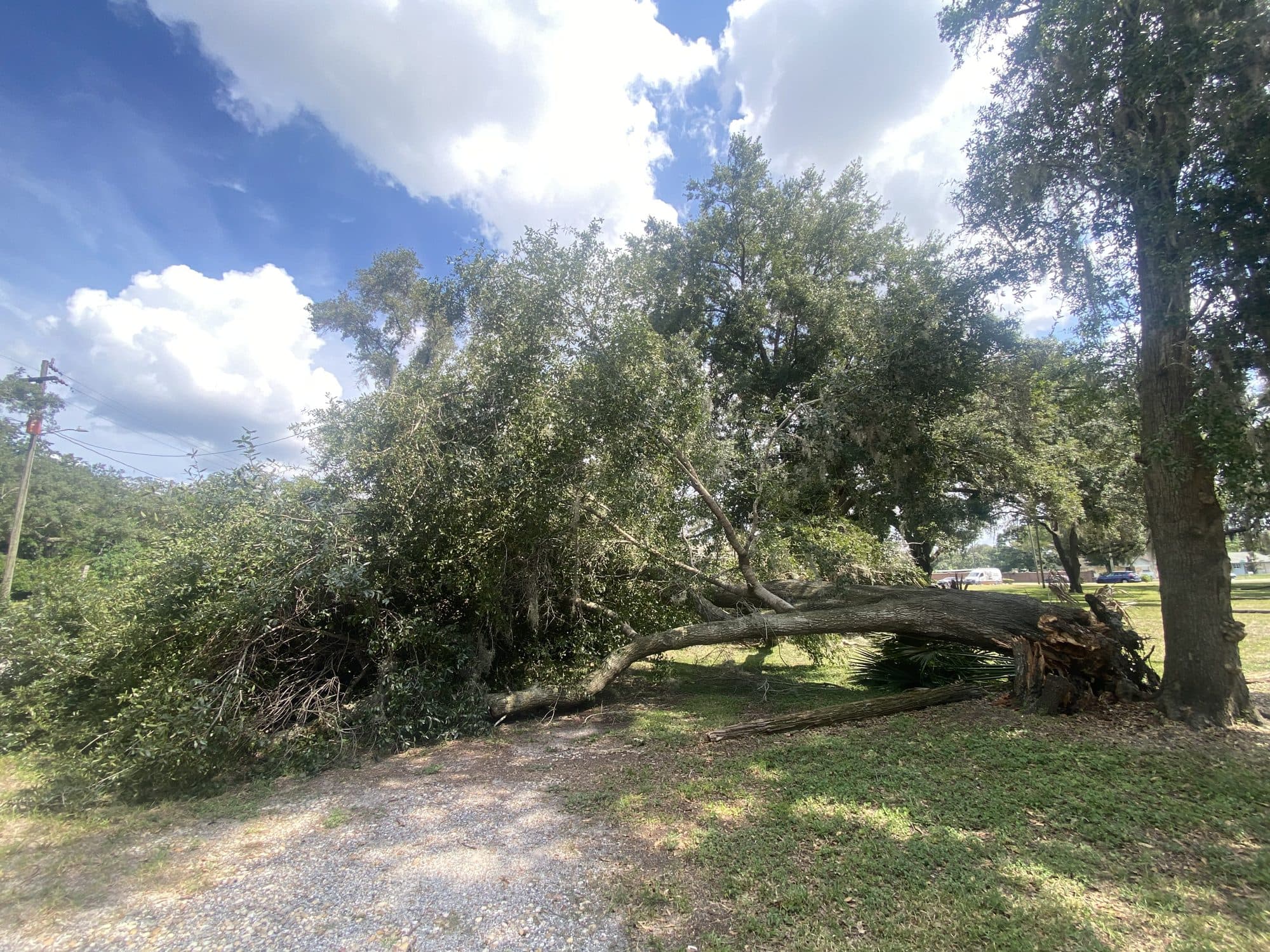 H&M Tree Service job photo 30