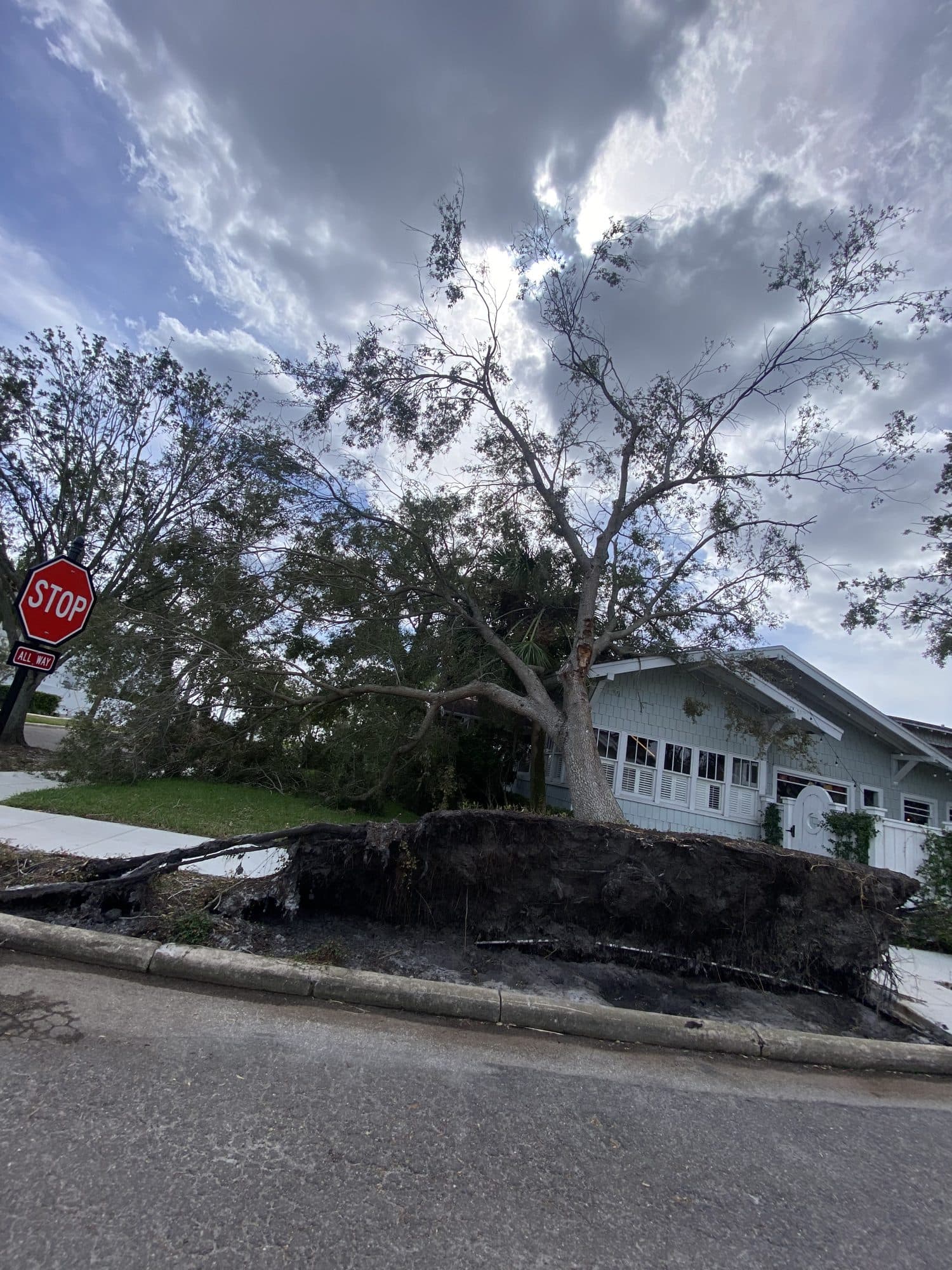Storm-uprooted oak leaning onto a Tampa Bay house