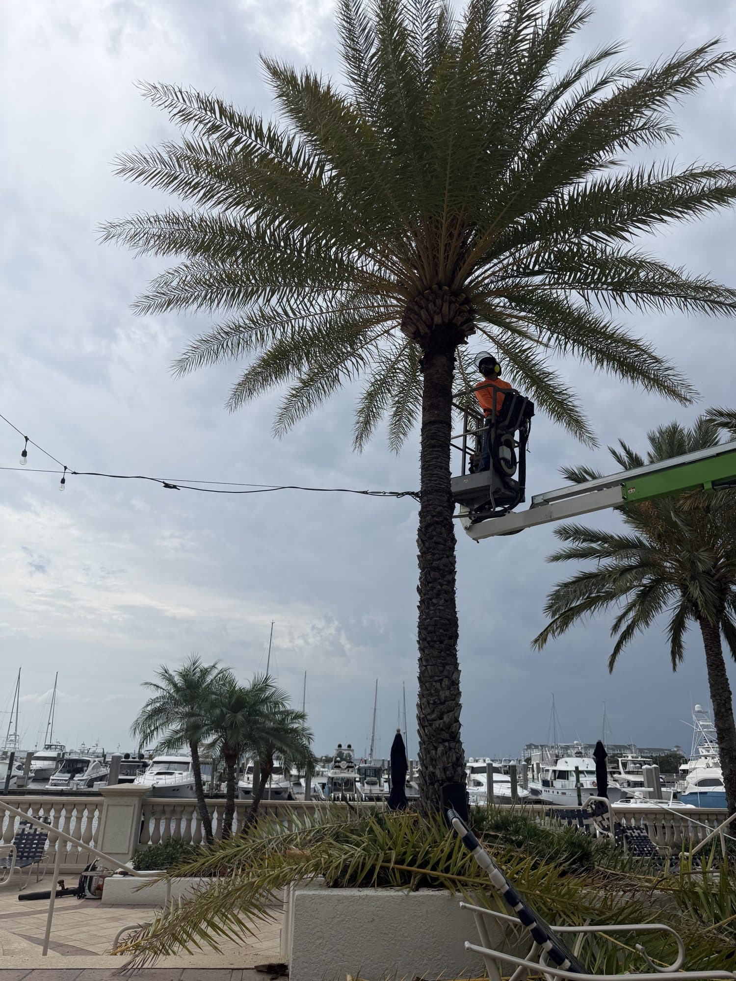 H&M Tree Service job photo 49