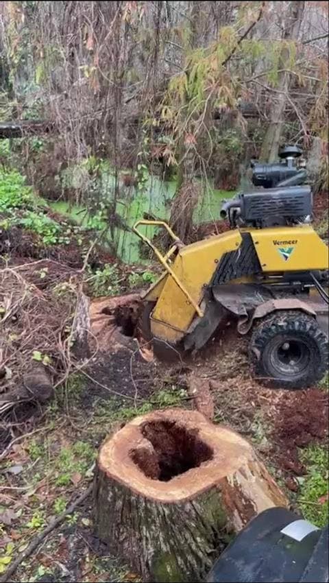 Stumps out, yard cleaned up
