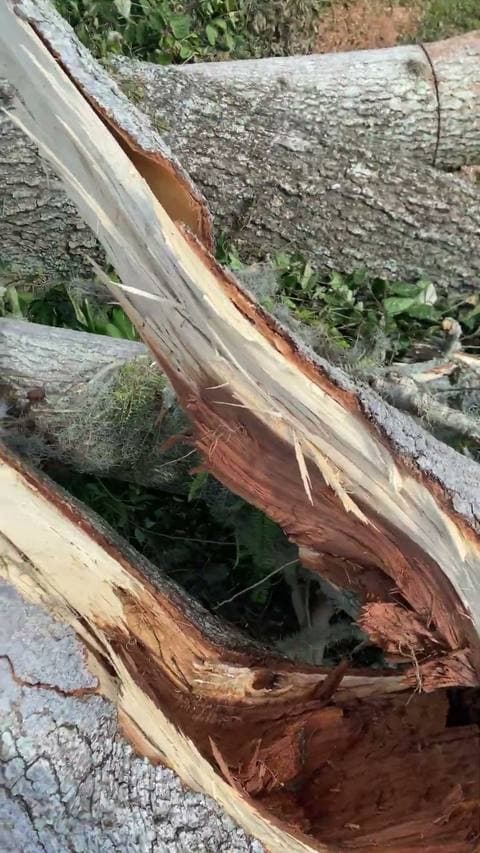 Big tree down on a house — handled
